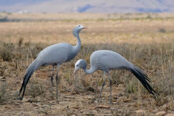Banner image of blue cranes by Bernard Dupont via Wikimedia Commons (CC BY-SA 2.0)