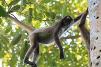 brown spider monkey Colombia