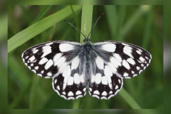 Marbled white butterflies (Melanargia galathea)