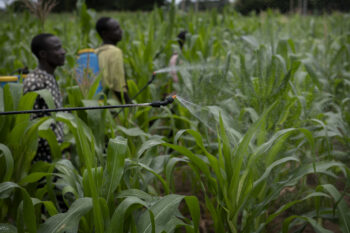 Terbufos is a highly toxic agricultural pesticide. Image via Flickr by C. de Bode/CGIAR (CCBY-NC-SA2.0).
