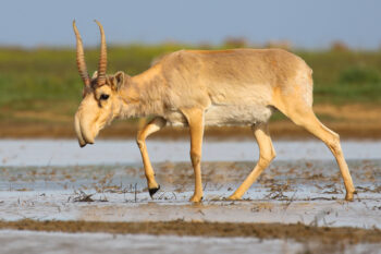 A saiga antelope at the Stepnoi Sanctuary in Russia. Image by Andrey Giljov via Wikimedia Commons (CC BY-SA 4.0).