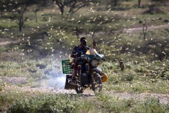 Riding through a locust swarm in Lekiji, Samburu County, Kenya.