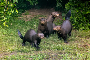 The giant otter Coco and her pups. Image courtesy of Sebastian Navajas/Rewilding Argentina.