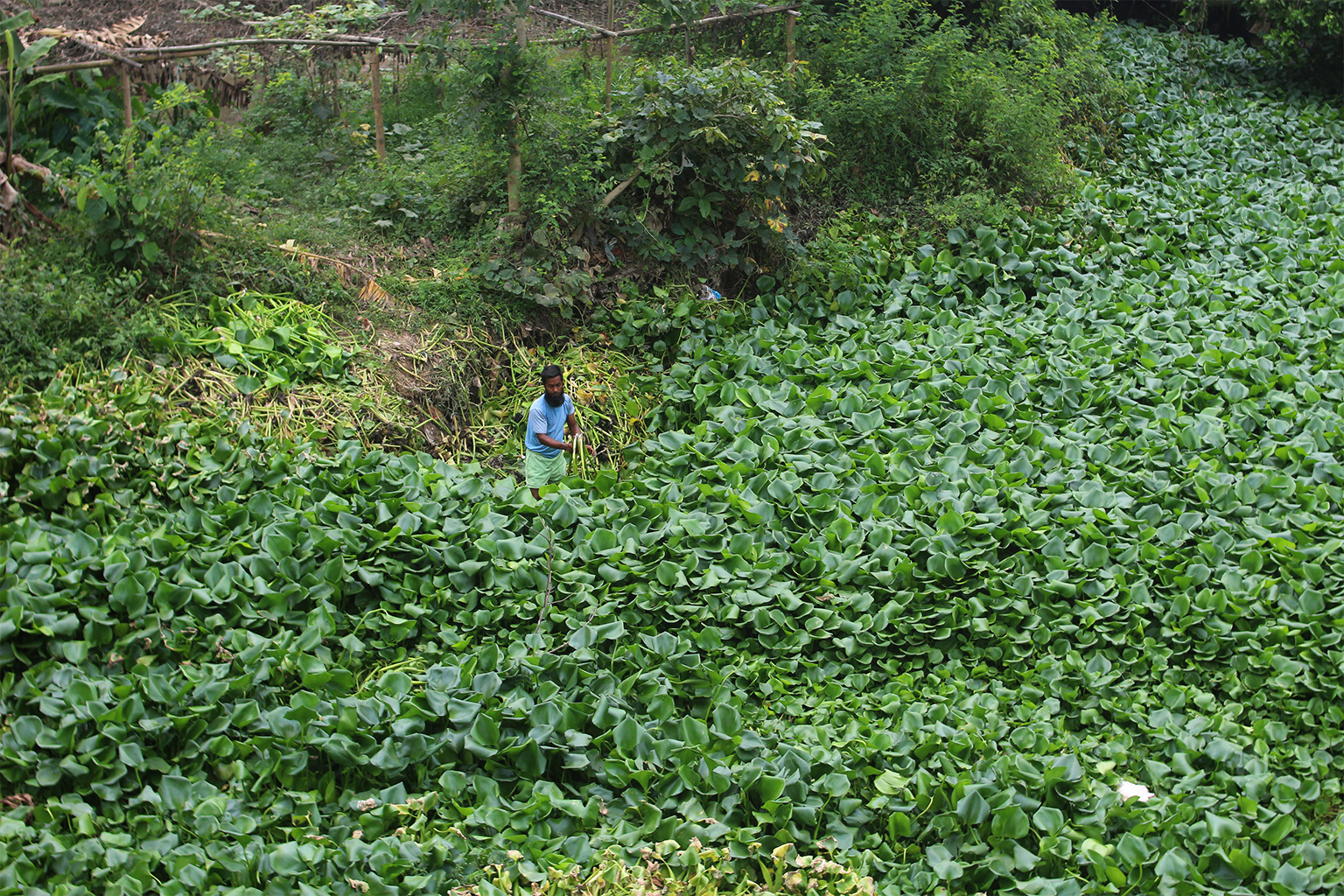 Cattle herders in Akhaura also rely on water hyacinths from the canal to feed their livestock.