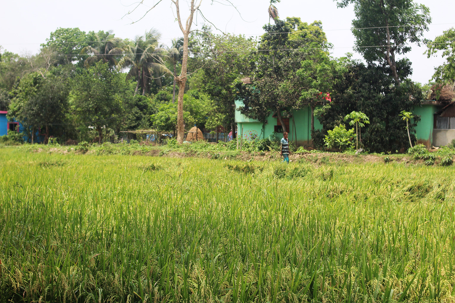 Monu Miah's rice farm, irrigated by the polluted canal water.
