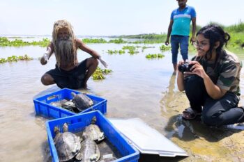 Red-crowned roofed turtles released into the river have been tagged with transmitters to monitor their safety and migration. Image courtesy of Turtle Survival Alliance Foundation India.