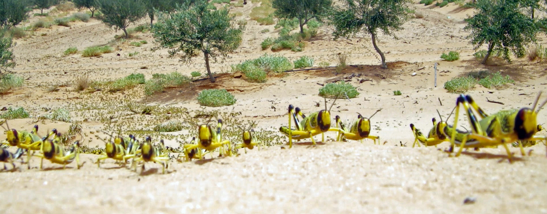 Tatouine, Tunisia: Locust activity intensified from late February through March, with adult groups and small swarms arriving in southern Tunisia and elsewhere.