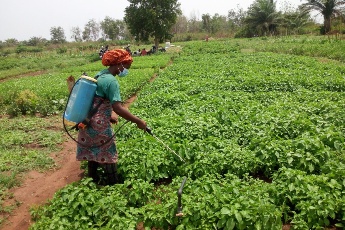 Agroecological market gardening: Benin’s climate-resilient farming solution