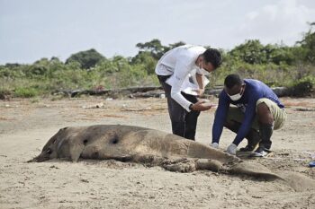 An alert sign: a stranded marine specimen documented by IEPA scientists along the Amapá coast. The case is part of ongoing efforts to monitor aquatic fauna.