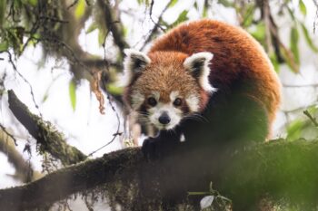 Red panda photographed in Nepal
