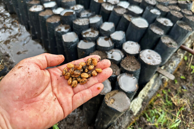 Seeds of paiyun for seedling production in a nursery.