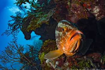 Corals and fish in Lighthouse Reef atoll, Belize.