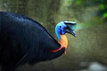 A northern cassowary