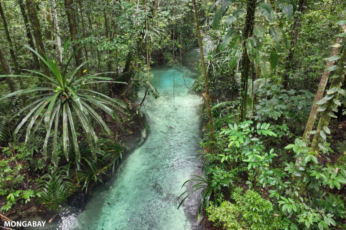Forest stream in New Guinea.