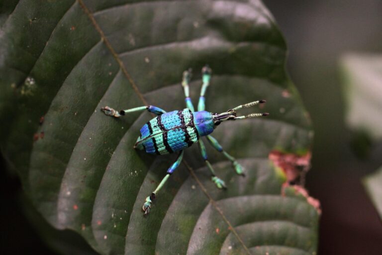 Blue weevil in New Guinea