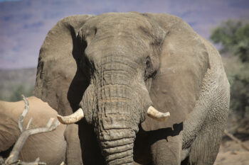 African elephant in Namibia. Photo by Rhett Ayers Butler.