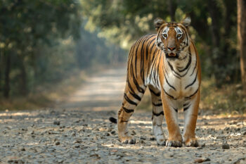 What it's like to live with tigers