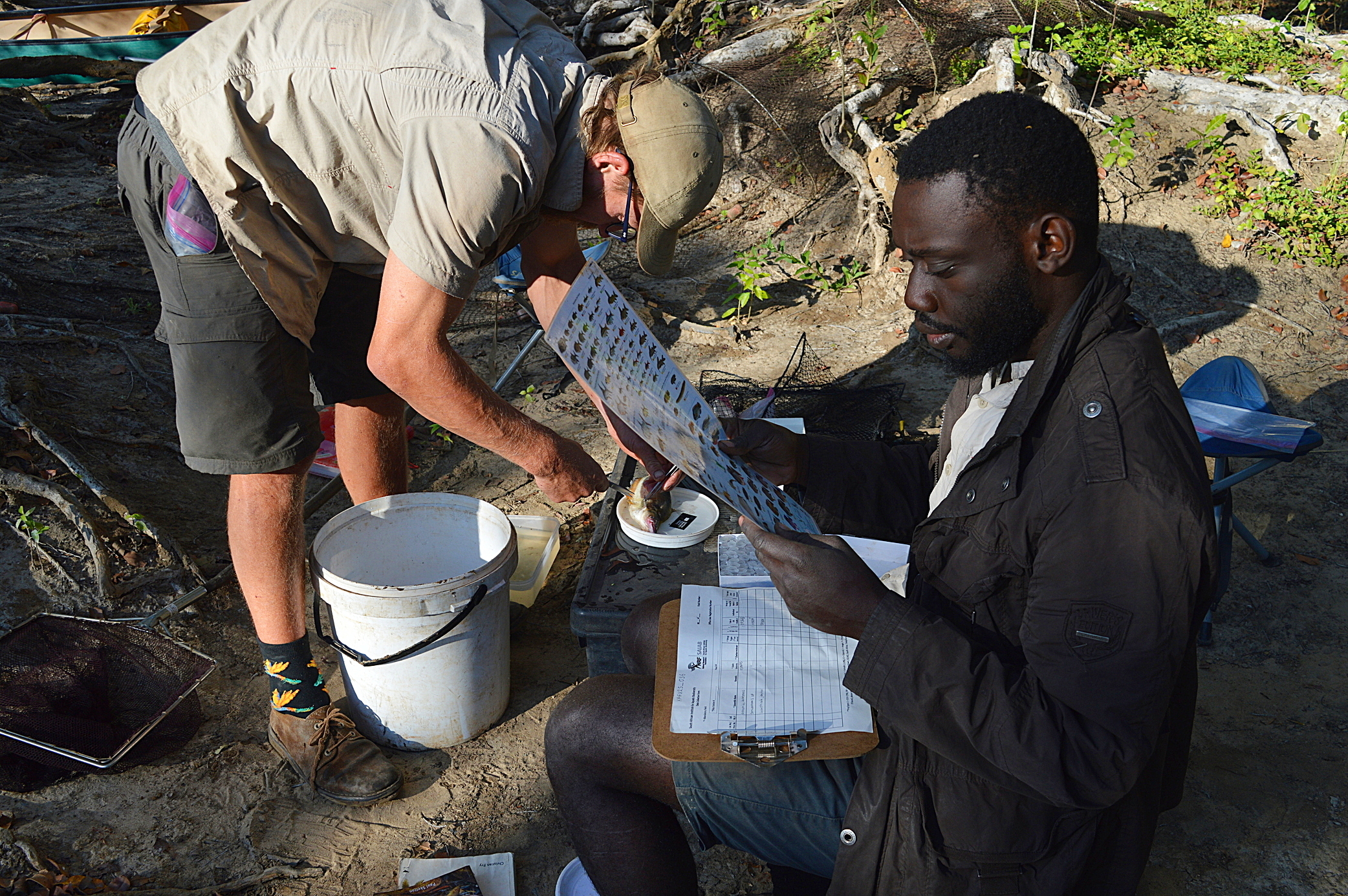 Biologist Katongo Kampamba identifies a fish caught at one of the team’s campsites along the Kafue river, while TWP’s Kyle Gordon removes a clipping from one of the fish’s fins for DNA analysis. Image by Ryan Truscott for Mongabay.