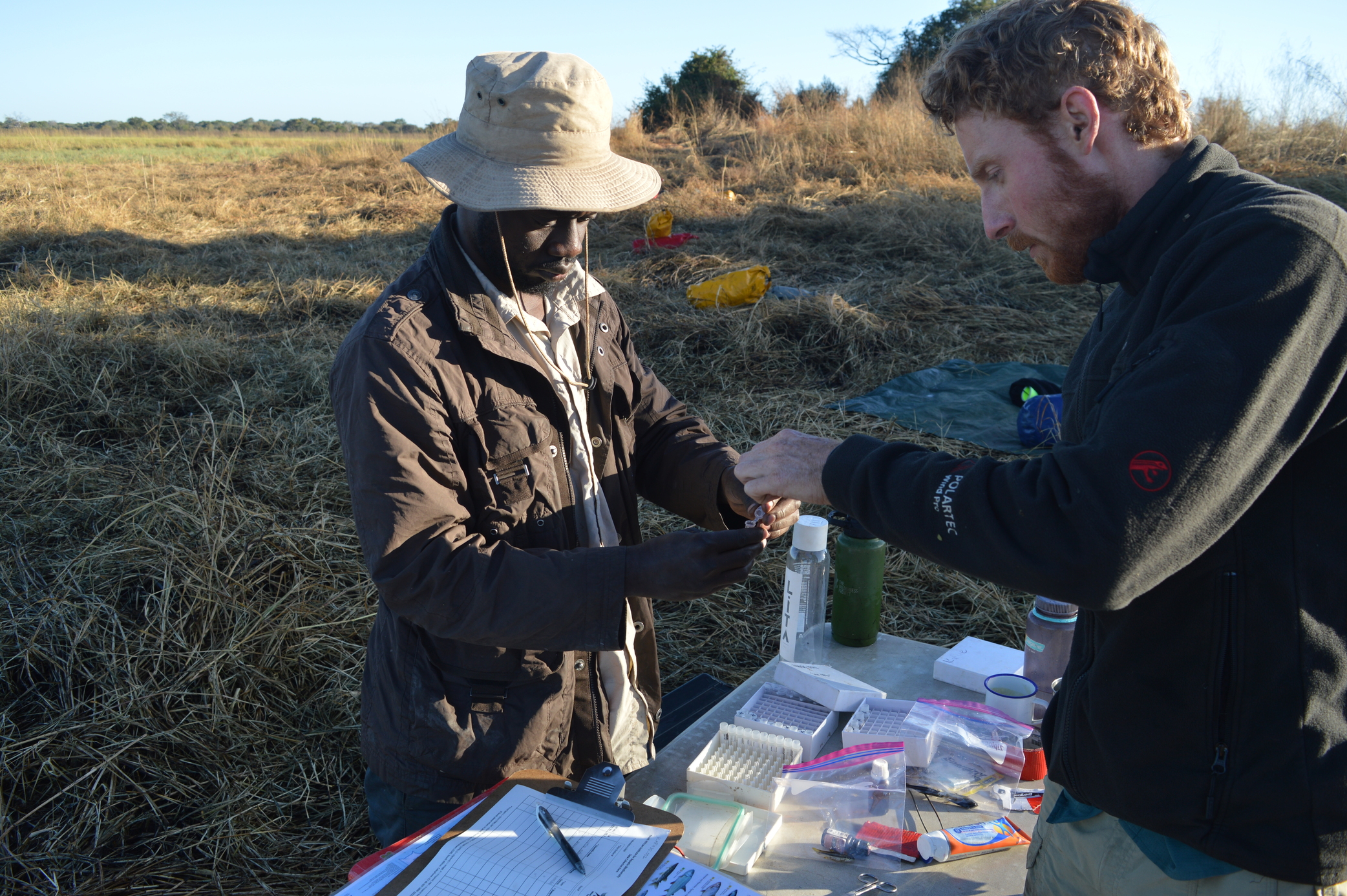 Mike Ross, of The Wilderness Project, and research assistant Katongo Kampamba collect fin clippings off fish trapped in the Kafue River. Image by Ryan Truscott for Mongabay.