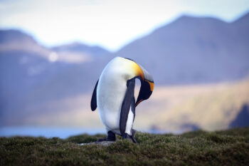 King penguin in Antarctica. Photo by N Butler / Mongabay