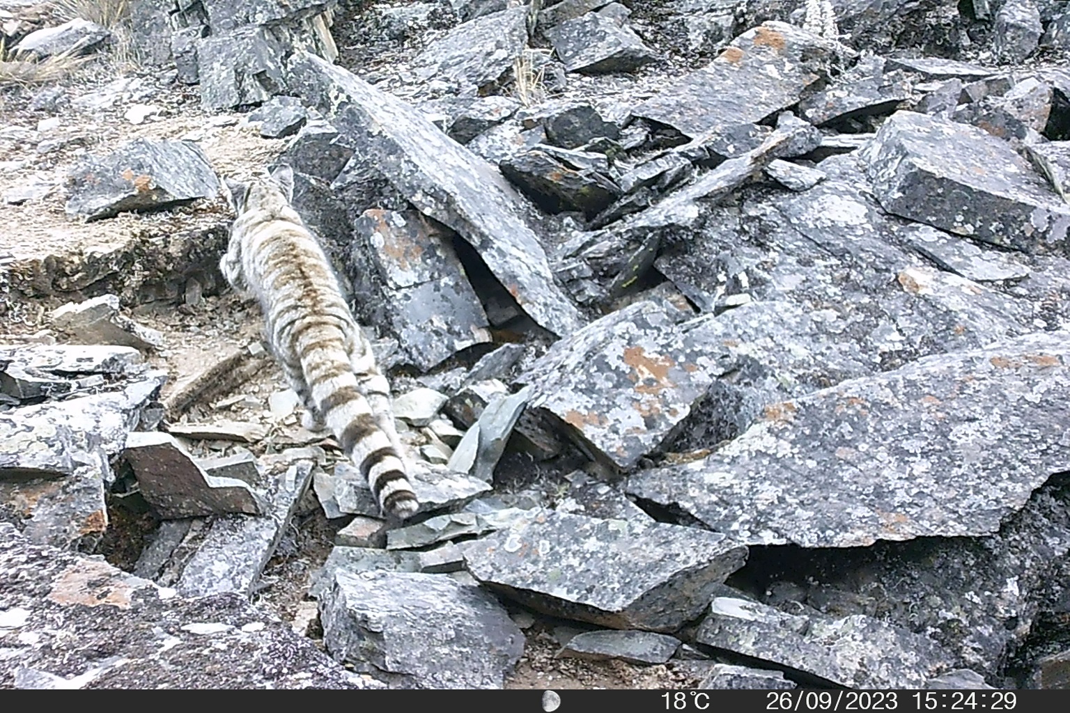 An Andean cat in Bolivia. The species is sometimes dubbed a mini-snow leopard.