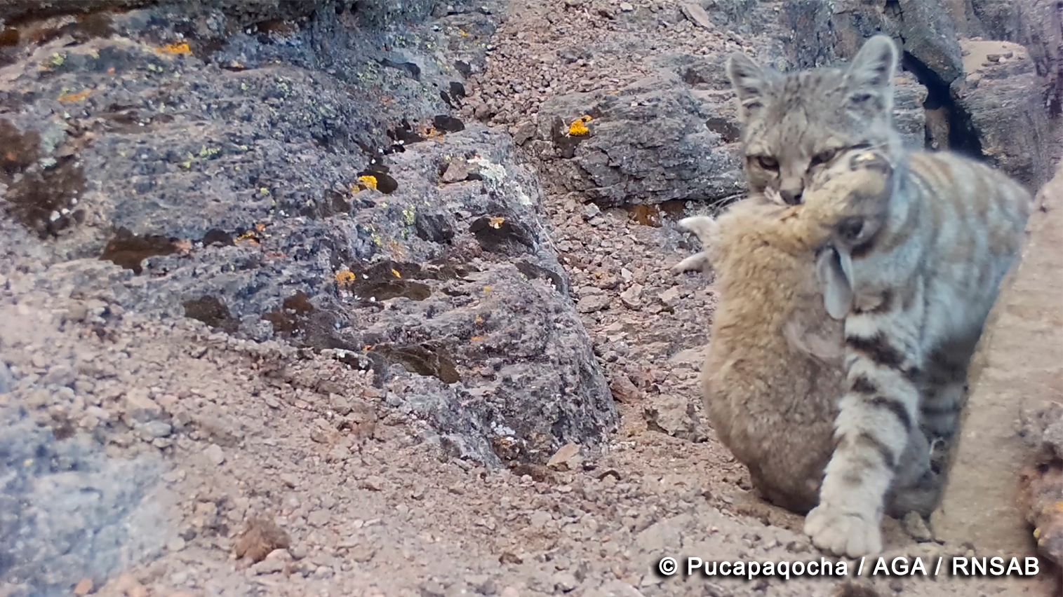 An Andean cat with a mountain vizcacha, its primary prey. Leopardus jacobita has one of the largest home ranges among small wildcat species of its size.