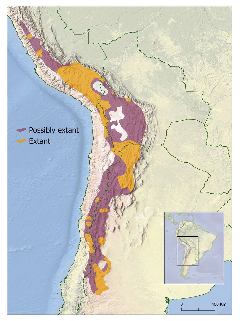 Andean cat distribution map based on the latest data used in the 2024 IUCN Red List assessment.