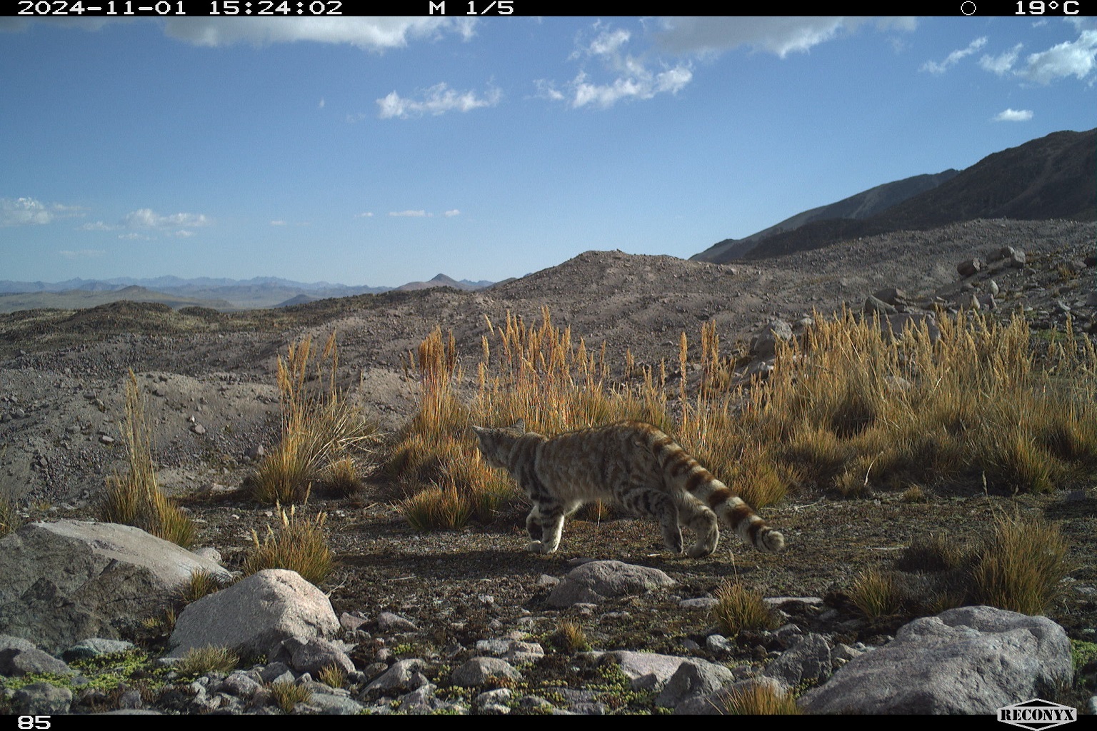 An Andean cat visits a vicuña latrine in the Peruvian High Andes. Kelsey Reider, an ecologist at James Madison University, and colleagues have frequently captured images of the elusive cat visiting areas where glaciers are retreating due to climate change. Over time vicuña dung piles <a href=https://news.mongabay.com/2025/02/vicuna-poop-creates-biodiversity-hotspots-as-glaciers-retreat-rapidly/>result in vegetation patches</a> that are colonized by vizcachas, the primary prey for Andean cats. It’s likely Andean cats use these sites as hunting grounds, Reider says.