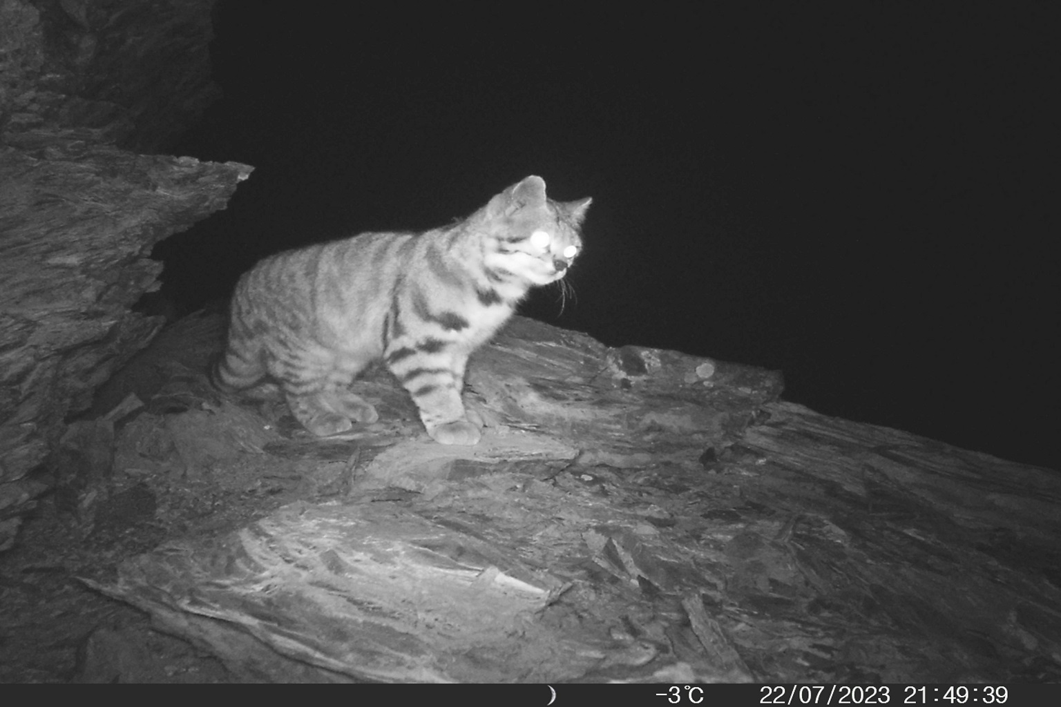 In Bolivia’s Apolobamba National Integrated Management Natural Area, multiple threats challenge the Andean cat: Mining can deplete and contaminate water bodies; livestock degrades high Andean wetlands; while domestic cats and dogs enter natural areas and compete with wildlife for food.