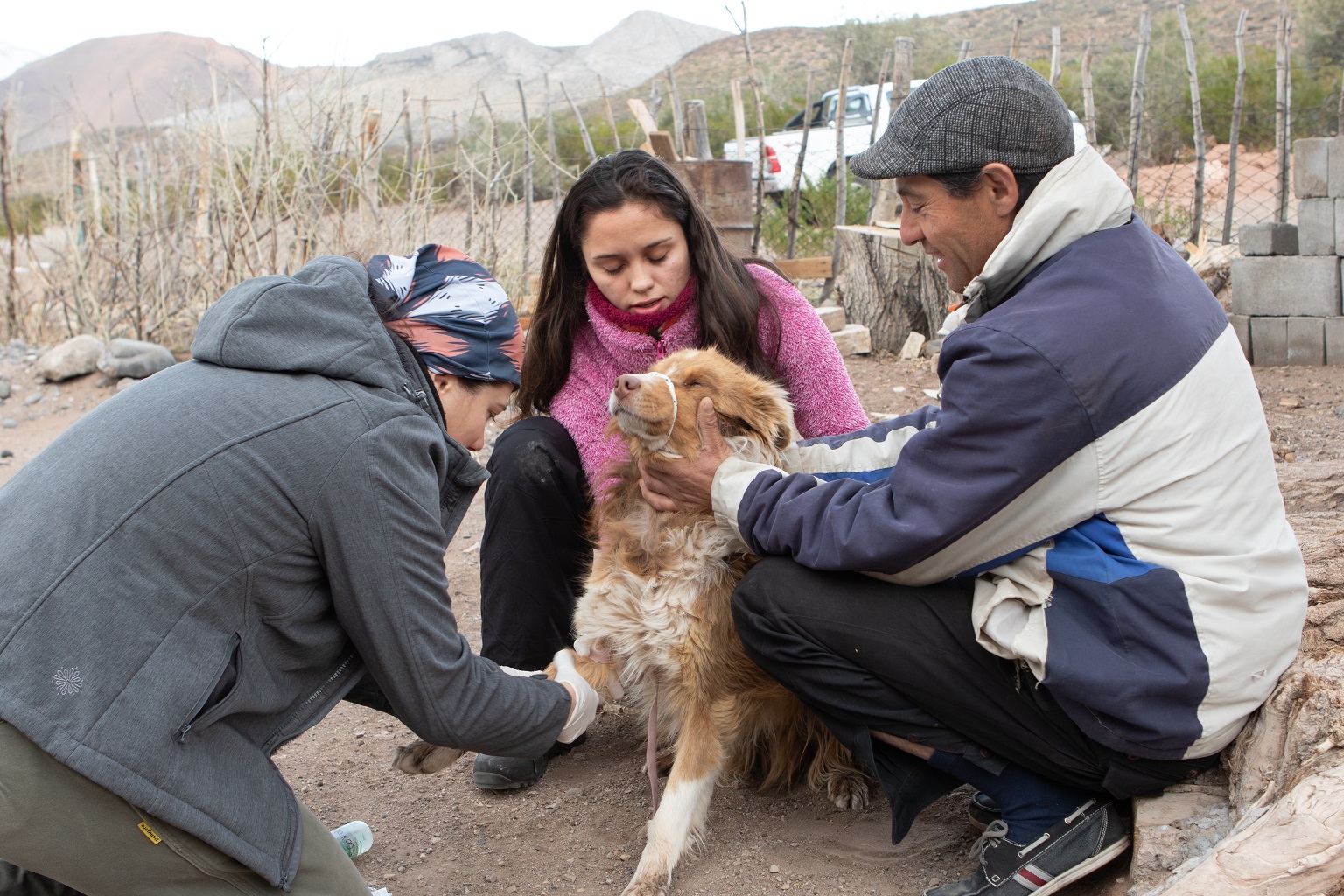 In Latin America and elsewhere around the world, free-ranging domestic dogs can be a threat to wildlife, including Andean cats. Working with local communities in remote areas to vaccinate and neuter dogs can help limit this threat.