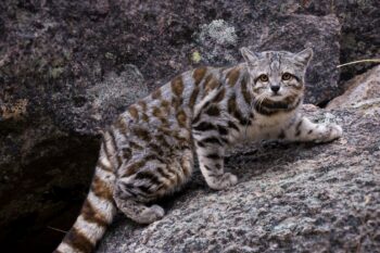 The Andean cat is a rare and endangered species highly specialized to life in the high Andes. It’s estimated that around 2,000 mature individuals, living in fragmented populations, are spread very thinly over a vast alpine expanse in Argentina, Bolivia, Chile and Peru.