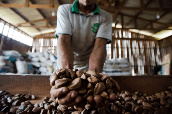 Some Amazonian communities have reported harvests declining by up to 80% due to El Niño.