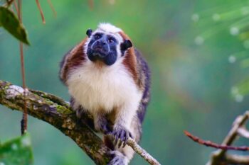 The Geoffroy's Tamarin can be found in the Darién rainforest. Image by Concep Arroyo via Pexels.