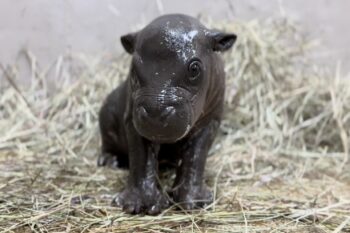 A male pygmy hippo calf was born at Tanganyika Wildlife Park, in the U.S. state of Kansas, on June 26, 2025. Image courtesy of Tanganyika Wildlife Park.