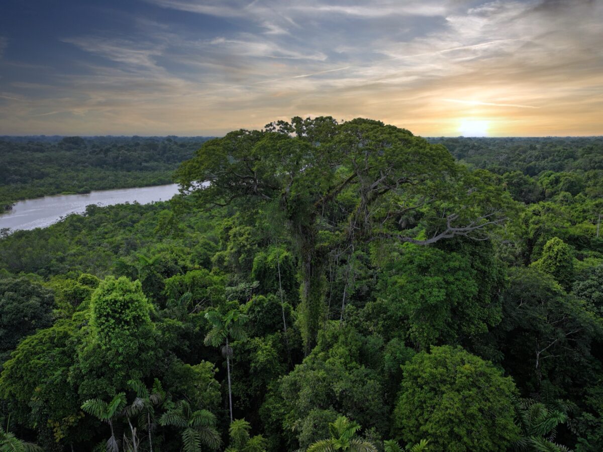 Emergent tree in the Amazon rainforest of Panacocha, en Ecuador. Credit: Rhett A. Butler