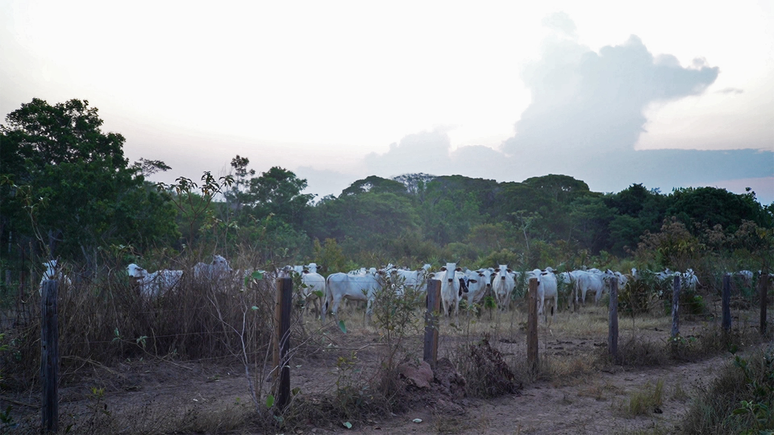 The presence of cattle ranching inside Arariboia, the Guardians say, is also driven by a strategy of co-optation, whereby Indigenous Guajajara are persuaded to rent the land for pasture to non-Indigenous farmers. Image by Ingrid Barros for Mongabay.