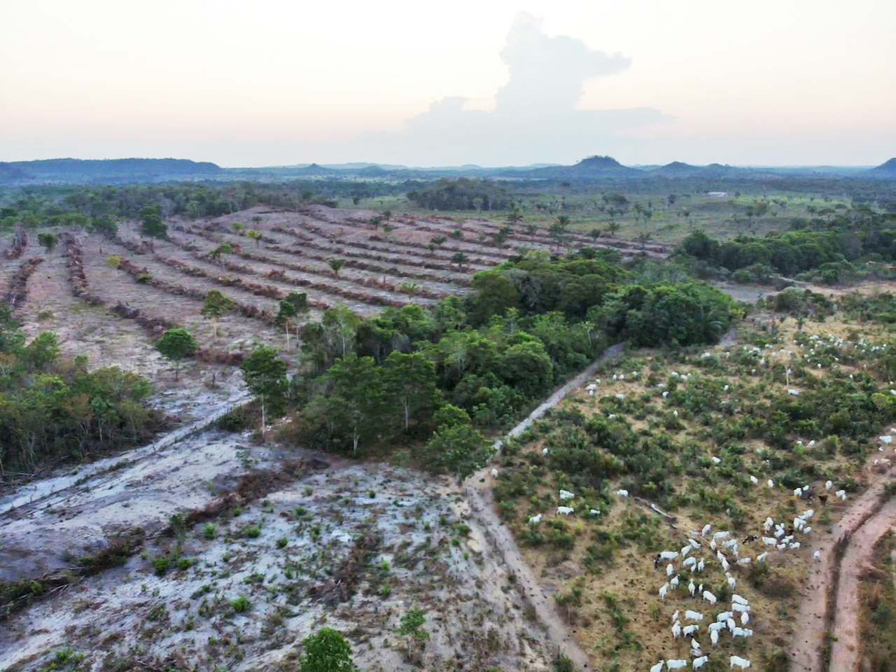 Drone imagery reveals a deforested area on the banks of the Buriticupu River behind a thin line of trees that was left visible in front of a cattle farm along the borders of the Arariboia territory. This area is close to where farmers shifted the territory’s border markers. Image courtesy of the Ka’aiwar Indigenous Association of Forest Guardians of the Arariboia Indigenous Territory.