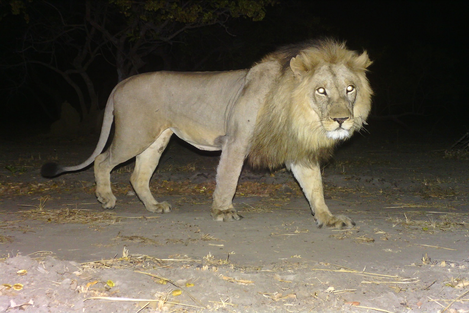 Lion numbers in Kafue National Park are well below those in similar ecosystems, due to lack of prey. But thanks to intensified resource protection by Musekese Conservation and its partners, the numbers of lions are now on the increase.