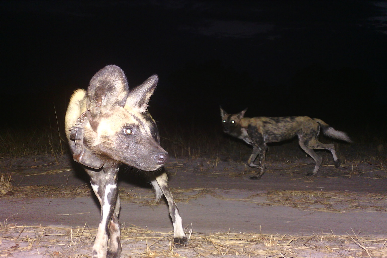 African wild dogs, including a collared individual, are caught on one of the camera traps set up by the team. The team is now monitoring three individual packs that have arisen from just one initial pair of dogs.