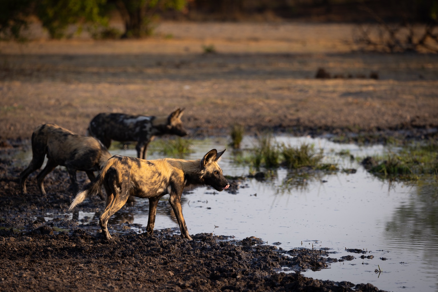 African wild dogs at a water hole in the Musekese Lumbeya area of Kafue National Park.