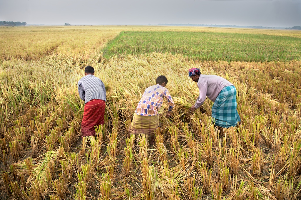 Farmers in Bangladesh