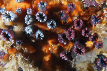 Purple and gray Wellington’s solitary corals. Image courtesy of Inti Keith/Charles Darwin Foundation.