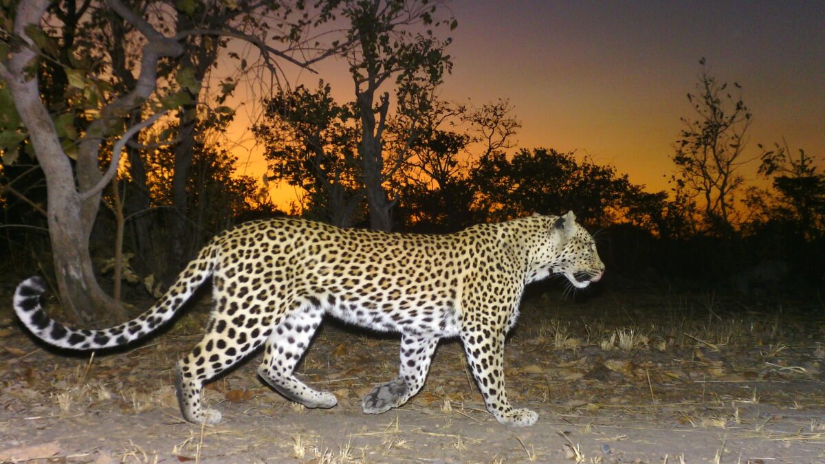 Big cats of the Kafue Nationa Park