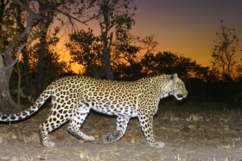 A leopard caught on a camera trap in the Musekese Lumbeya section of Kafue National Park, where Musekese Conservation conducts its research into recovering carnivore populations.