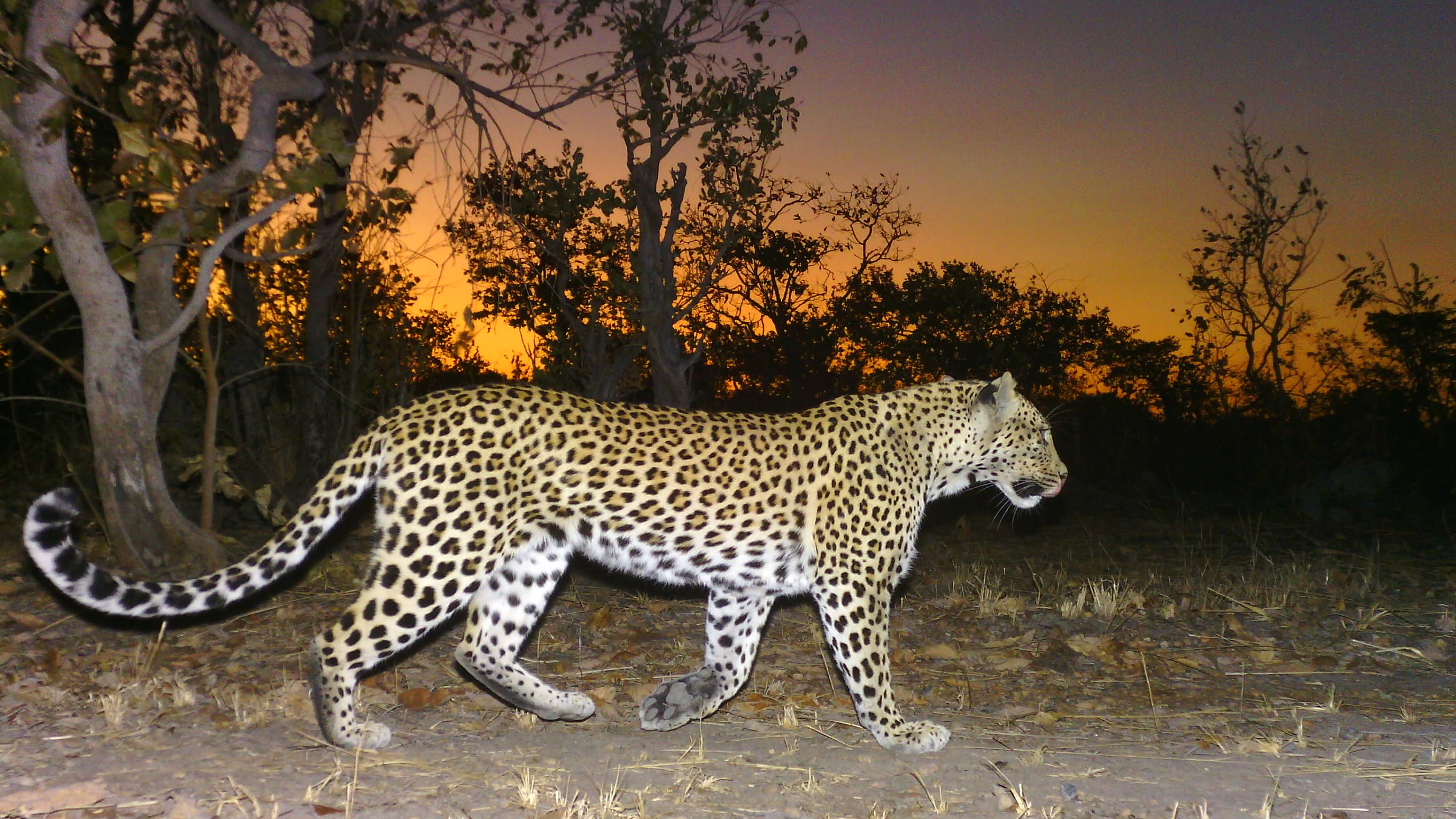 A leopard caught on a camera trap in the Musekese Lumbeya section of Kafue National Park, where Musekese Conservation conducts its research into recovering carnivore populations.