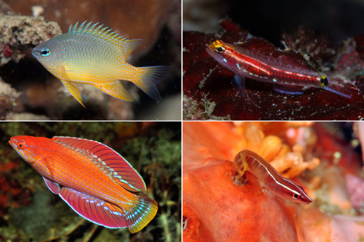 Species described in the region. Chrysiptera papuensis (upper left), Eviota gunawanae (upper right), Paracheilinus rennyae (lower left); and Erdmannichthys alorensis (lower right).