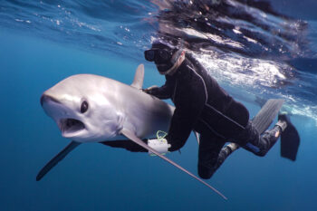 Mark Erdmann releasing a thresher shark. Photo courtesy of Mark Erdmann.
