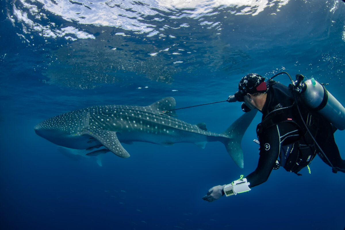 Mark Erdmann tagging a whale shark. Photo by Shawn Heinrichs.