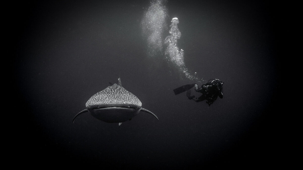 Mark Erdmann with a whale shark. Photo courtesy of Erdmann.