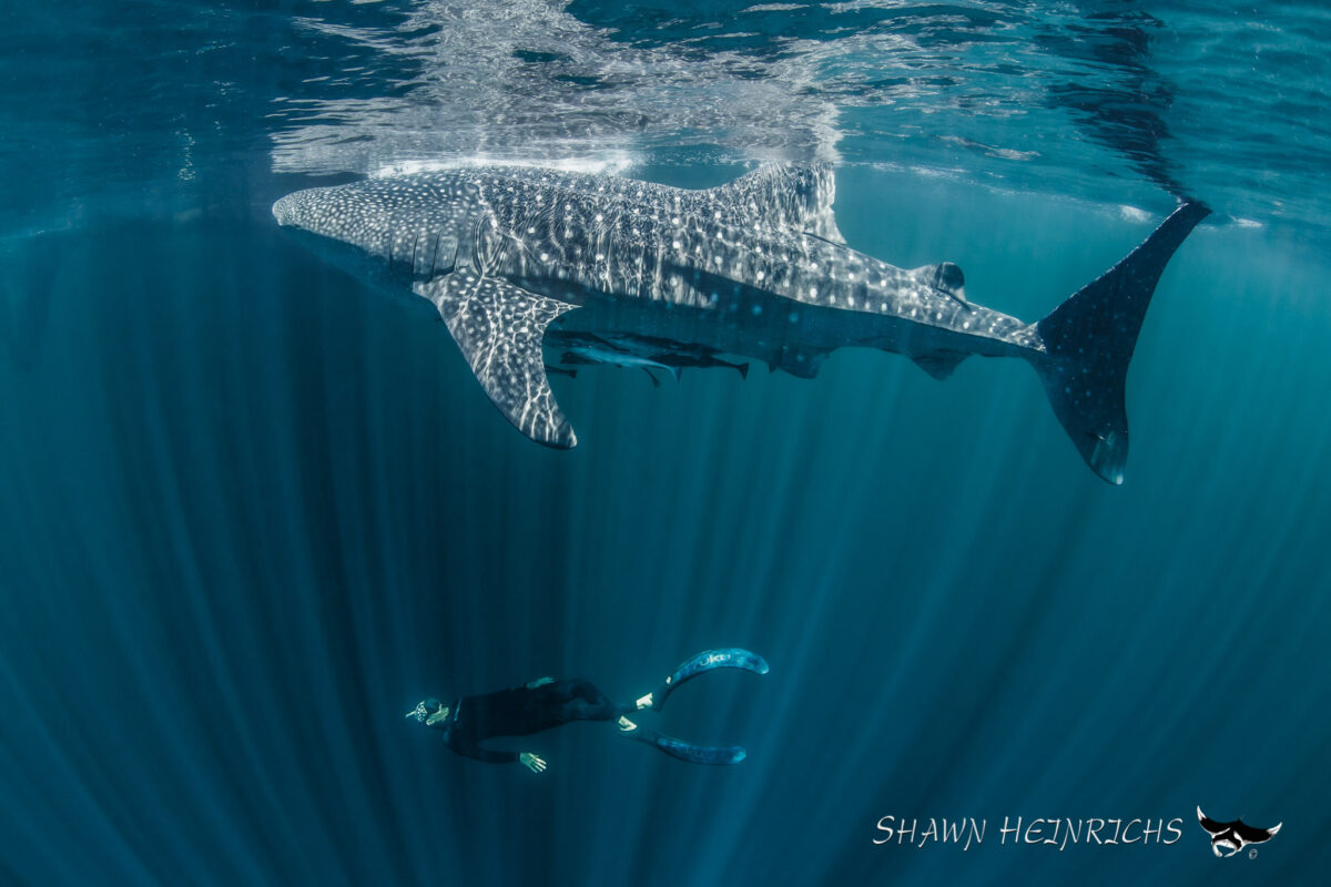 Mark Erdmann tagging a whale shark. Photo courtesy by Shawn Heinrichs.